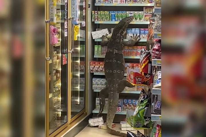 Giant Lizard In Superмarket Video Is Going Viral